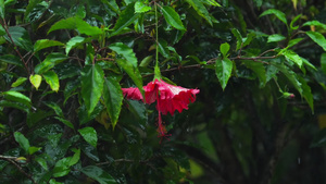 下雨时的红色花朵29秒视频