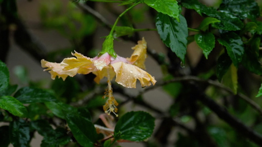 在雨下花朵的粉红花视频