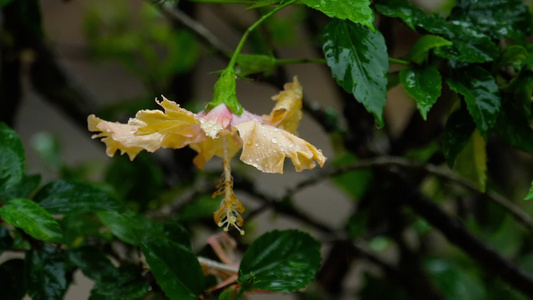 在雨下花朵的粉红花视频