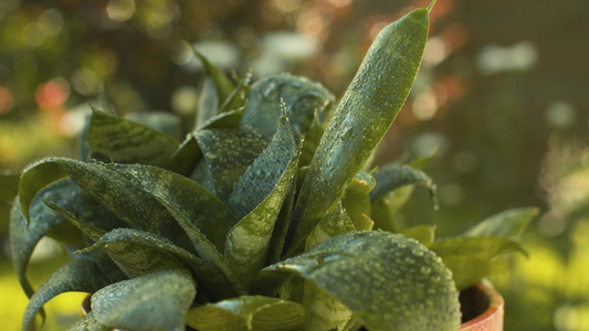 在自来水滴的水池中种植家用植物视频