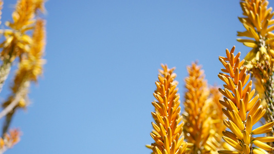 芦荟肉质植物黄花加利福尼亚美国沙漠植物干旱气候自然视频
