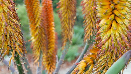 芦荟肉质植物黄花加利福尼亚美国沙漠植物干旱气候自然视频