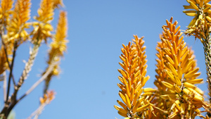 芦荟肉质植物红花美国加利福尼亚沙漠植物12秒视频