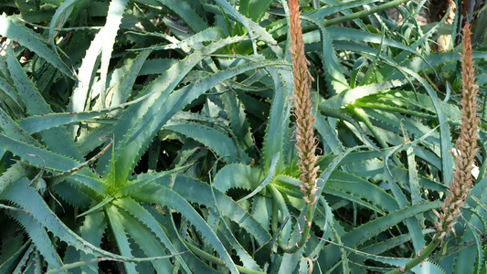 芦荟肉质植物加利福尼亚美国沙漠植物草药干旱气候自然视频