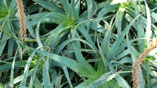 芦荟肉质植物加利福尼亚美国沙漠植物草药干旱气候自然视频