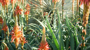 芦荟肉质植物红花美国加利福尼亚沙漠植物干旱气候自然14秒视频