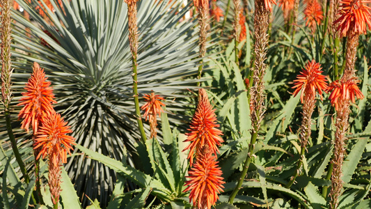 芦荟肉质植物红花美国加利福尼亚沙漠植物干旱气候自然视频