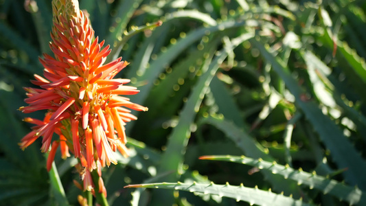 芦荟肉质植物红花美国加利福尼亚沙漠植物干旱气候自然视频