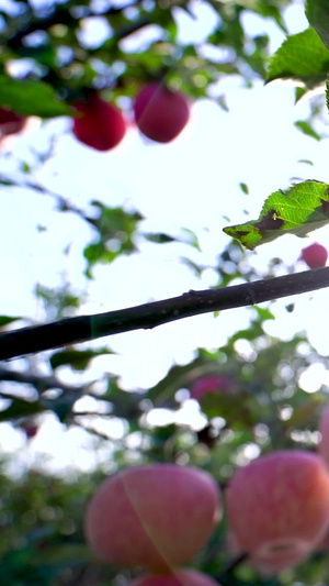 唯美逆光源生态绿色红富士苹果实拍素材种植业素材65秒视频