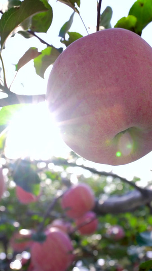 唯美逆光源生态绿色红富士苹果实拍素材苹果树65秒视频