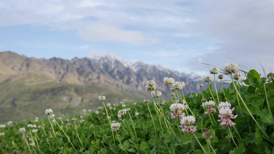 南岛的显著山峰具有背景背景的白花花朵视频