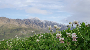 南岛的显著山峰的白花花朵17秒视频