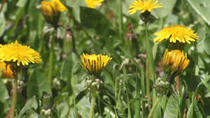 草原上的黄色花朵21秒视频