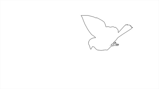 4K的鸟麻雀动画正在飞行,在白屏幕上分离视频