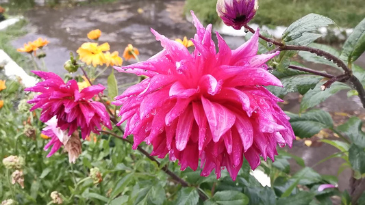 雨中带有粉红色大丽花视频