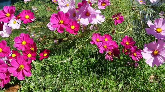 花朵在花园里视频