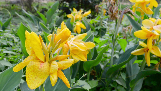 黄彩色百合一种有香草的菊花品种花朵家族中长生不老的视频