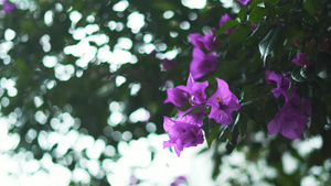 紫色花朵来自树上有模糊的叶子作为背景6秒视频