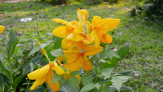 黄彩色百合一种有香草的菊花品种花朵家族中长生不老的视频