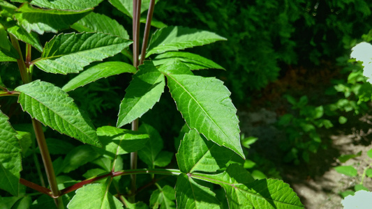 Dahlias夏天的花朵花园里的红花在晴朗的一天视频