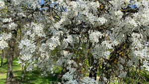 在公共公园中盛开白花的梅树9秒视频