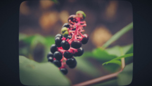 红黑色组成的小型植物10秒视频