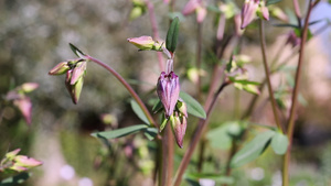 紫花芽14秒视频