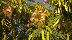 美丽的红绿花朵植物缓慢运动随风而动31秒视频