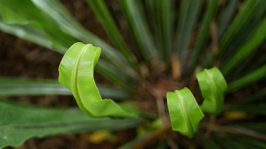 鸟巢蕨Aspleniumnidus野生天堂雨林丛林视频