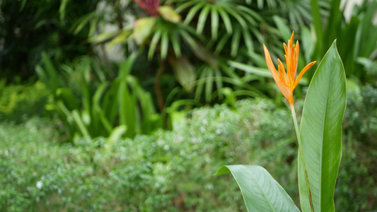 橙色和黄色的葫芦科植物鹤望兰天堂鸟宏观特写背景中的视频