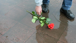 一个善良的人从泥坑里捡起一朵美丽的红玫瑰16秒视频