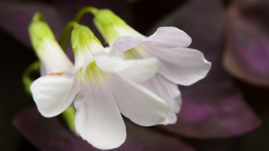 白花19秒视频