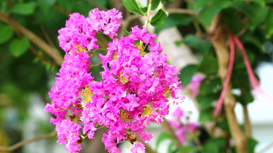 王后花朵或冷冻地表情谱花园的树上有粉红色和浅色视频