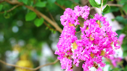 皇后花朵或后冷冻岩表层有粉红色花园树上露出浅色视频