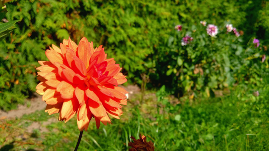 花园里美丽的橙色长年花朵视频