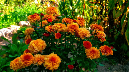 花园里美丽的橙色长年花朵视频
