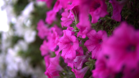 紫色夏天花朵花在花园的微风上视频