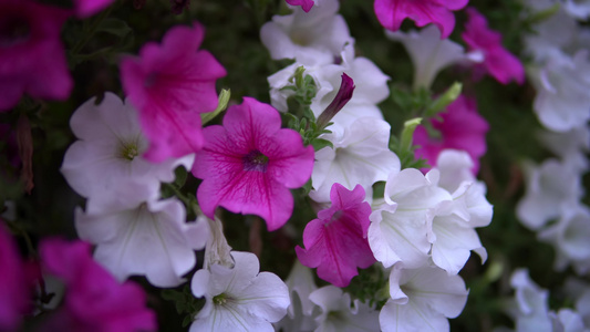 粉红花朵花在夏季微风中慢慢地挥舞视频