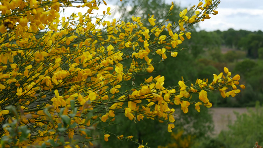 带黄色花朵的扫树丛视频