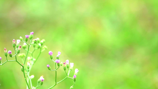 叶蜜莉亚·索尼奇弗利亚健康福利用叶子制成的茶来治疗视频
