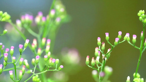 紫丁香和绿色植物11秒视频