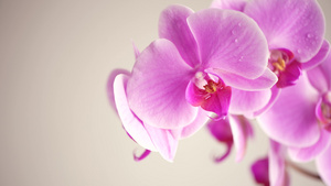白色背景的美丽的紫色花兰花白底15秒视频