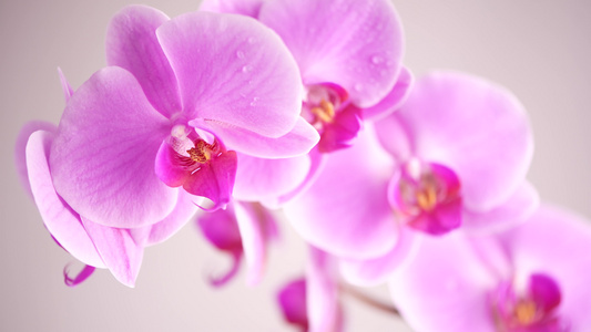 白色背景的美丽的紫色花兰花白底视频