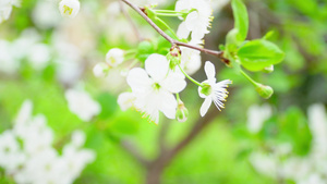 有花的树枝10秒视频