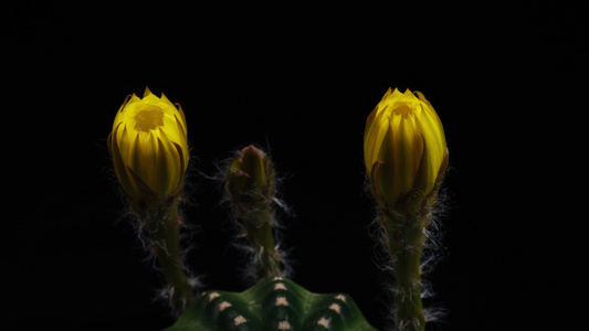黄色花朵开张的仙人掌时间折叠视频