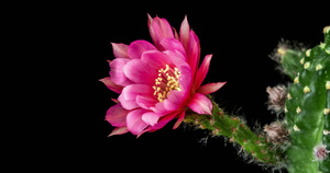 粉红色的花朵开张时间折叠12秒视频