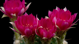 盛开仙人掌时空的热粉多彩花朵9秒视频