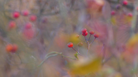 春夏秋冬花草树木视频