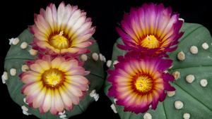 仙人掌的两色花朵开花延时10秒视频