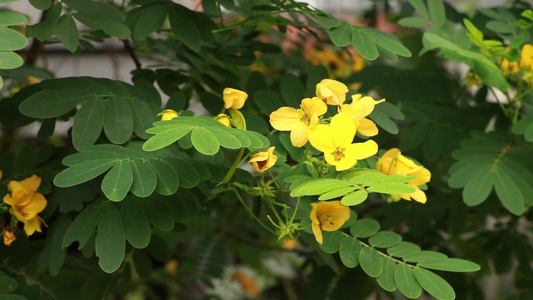 花园里的花儿视频